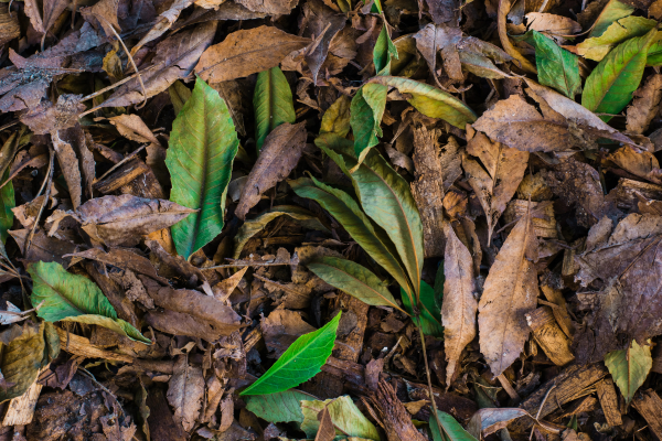 Guia Prático de Adubação Verde para Recarregar o Solo